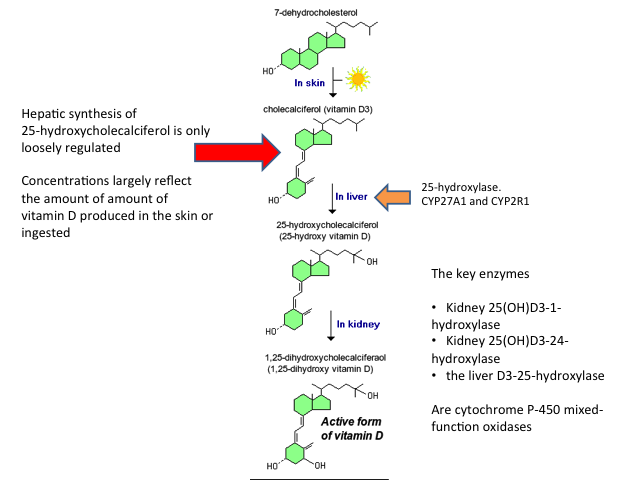 Vitamin D metabolism